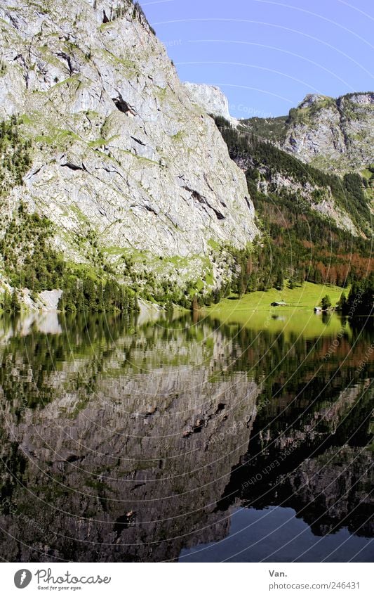 Mirror, mirror... Relaxation Calm Trip Freedom Summer Mountain Hiking Nature Landscape Plant Cloudless sky Tree Bushes Meadow Rock Alps Lake Lake Königssee Tall