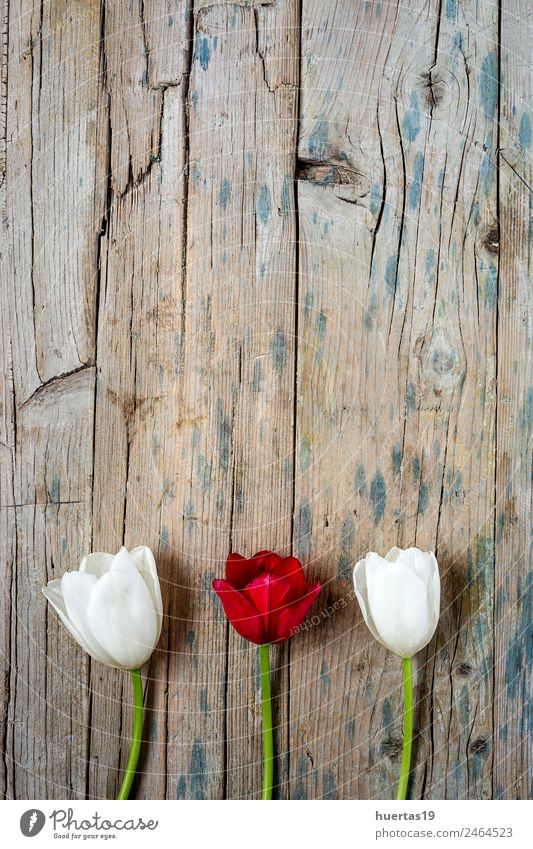 Floral background with red and white tulips Valentine's Day Nature Plant Flower Tulip Leaf Foliage plant Bouquet Natural Green Emotions Romance Goodness Colour