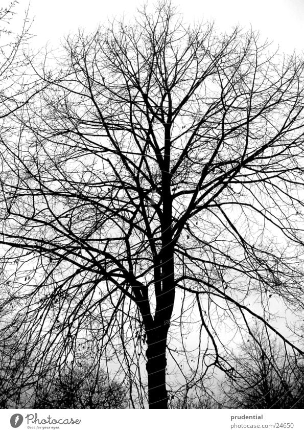 winter tree Tree Winter Black & white photo
