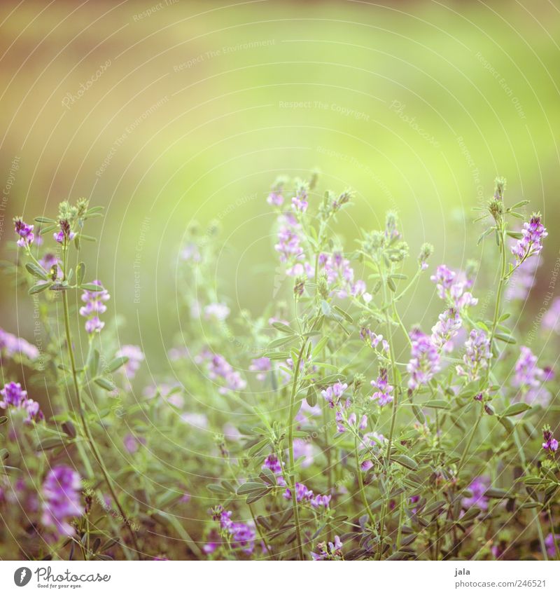 sunny day Environment Nature Plant Summer Flower Grass Leaf Blossom Wild plant Meadow Kitsch Natural Beautiful Green Violet Colour photo Exterior shot Deserted