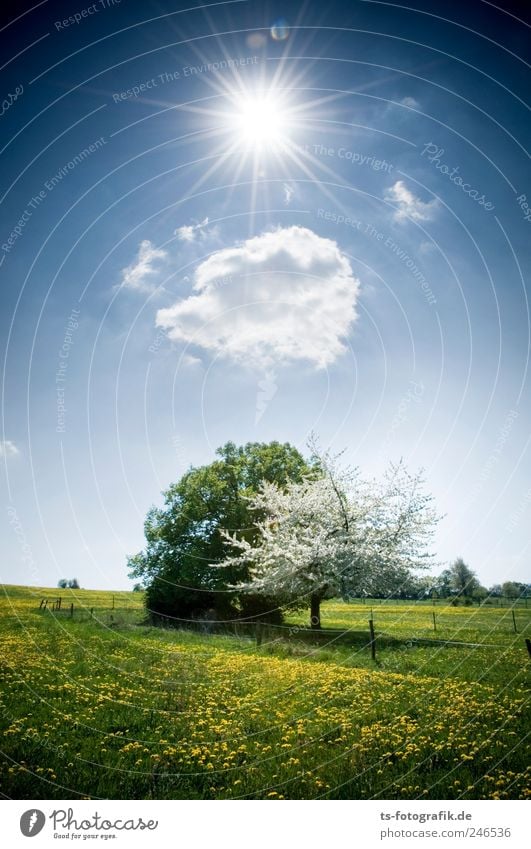 SPRING MESSENGERS Environment Nature Landscape Elements Air Sky Clouds Sunlight Spring Beautiful weather Tree Grass Blossom Meadow Blue Green