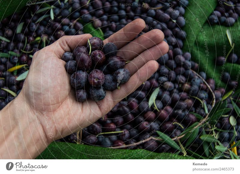 Hand of young boy full of black olives. Vegetable Fruit Nutrition Vegetarian diet Diet Healthy Eating Garden Work and employment Agriculture Forestry Gastronomy