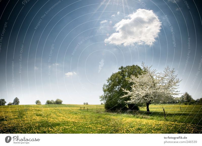 spring messengers II Environment Nature Landscape Plant Sky Clouds Horizon Sunlight Spring Beautiful weather Tree Grass Blossom Meadow Natural Blue Yellow Green