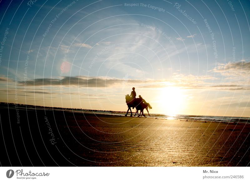 cowboys on dope Ride Vacation & Travel Trip Adventure Summer Summer vacation Sun Beach Ocean Equestrian sports Environment Nature Landscape Sky Clouds Climate