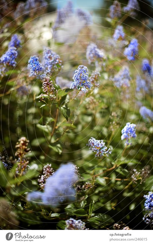 blue flowers Nature Plant Sunlight Beautiful weather Bushes Leaf Blossom Foliage plant Garden Park Natural Colour photo Exterior shot Day Shallow depth of field