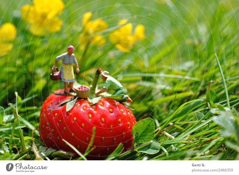 Miniature Figures - StrawberryPicker Fruit Nutrition Work and employment Profession Agriculture Forestry Services Masculine Feminine 2 Human being Nature