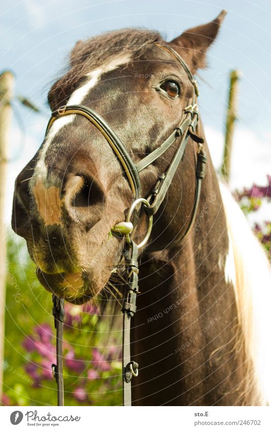 Don't look me so strange on Equestrian sports Ride Environment Nature Landscape Plant Animal Pet Farm animal Horse Animal face Pelt Observe To feed Feeding