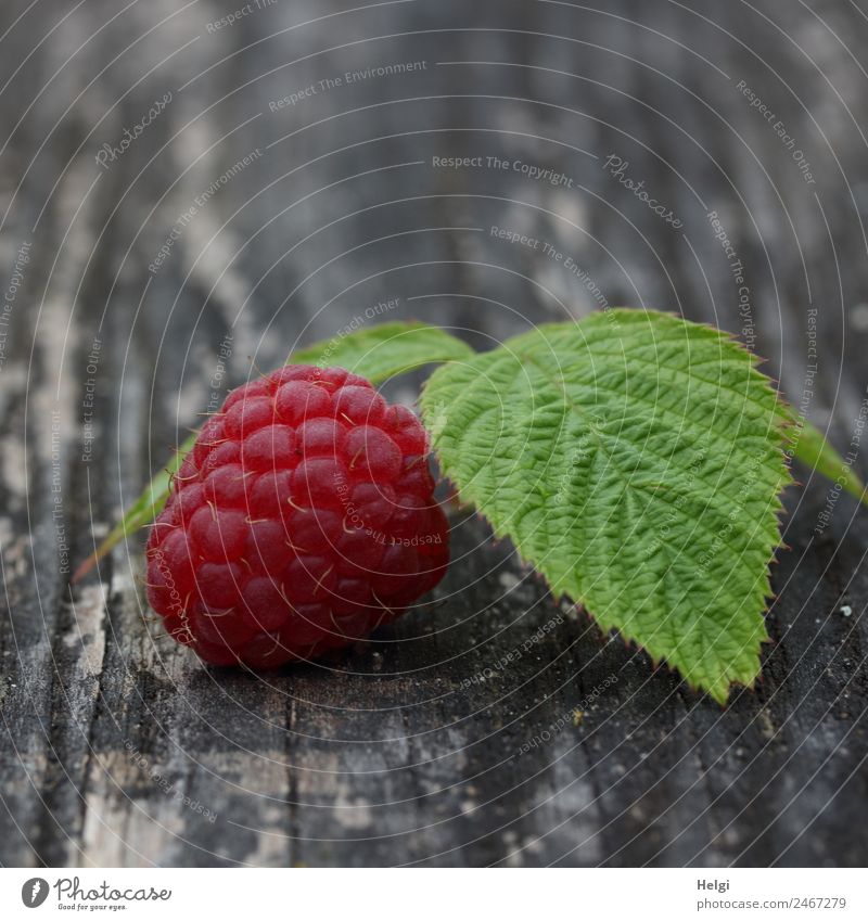 delicious fruit Food Fruit Raspberry Raspberry leaf Nutrition Organic produce Vegetarian diet Leaf Wood Lie Esthetic Fresh Healthy Delicious Natural Gray Green