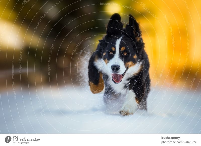 Young Bernese mountain dog in the snow Winter Nature Animal Pet Dog 1 Running Playing Cool (slang) Happiness Yellow Black White Power Leisure and hobbies Joy
