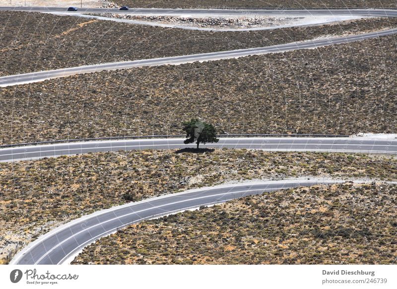Grown all alone Nature Landscape Summer Beautiful weather Drought Plant Tree Hill Traffic infrastructure Road traffic Street Brown Green Line Dry Uniqueness