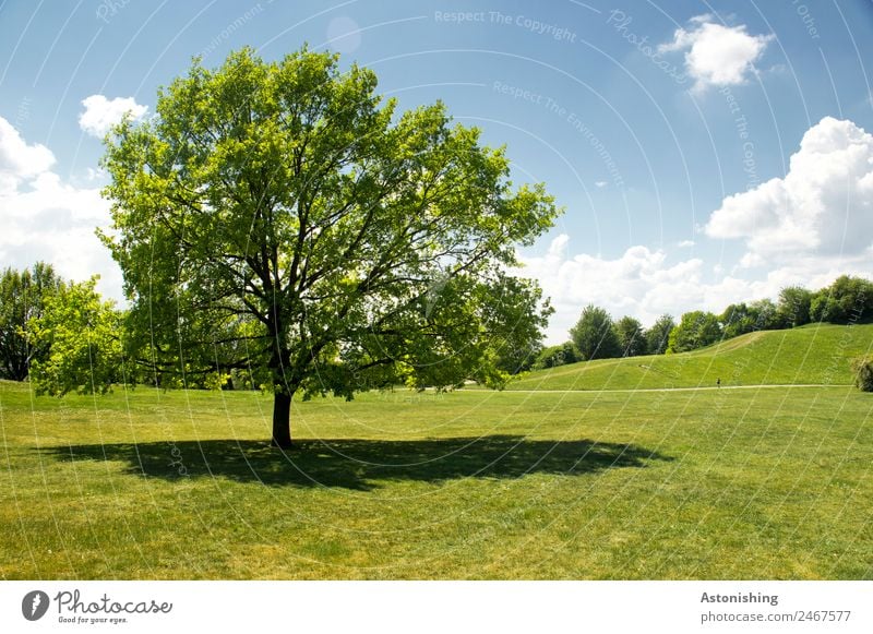 tree Environment Nature Landscape Plant Sky Clouds Summer Weather Beautiful weather Tree Grass Park Meadow Hill Old Large Blue Green White Deciduous tree