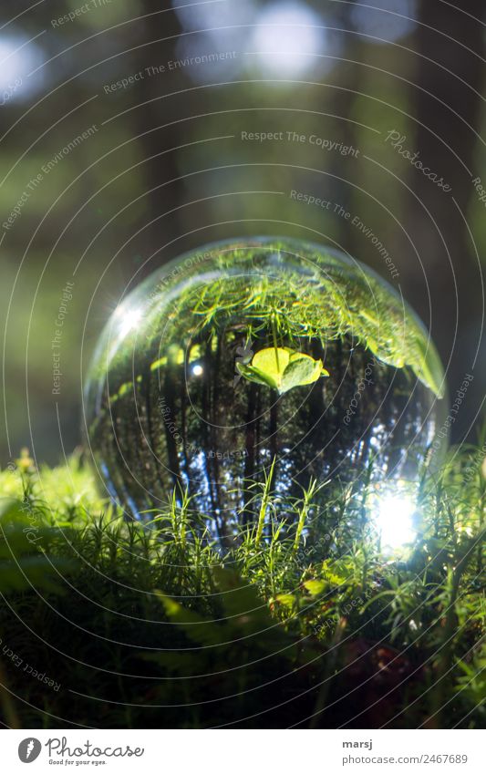 stands in the woods, but on his head Nature Plant Moss Cloverleaf Glass Glass ball Illuminate Simple Green Purity Hope Loneliness Discover Smooth Colour photo