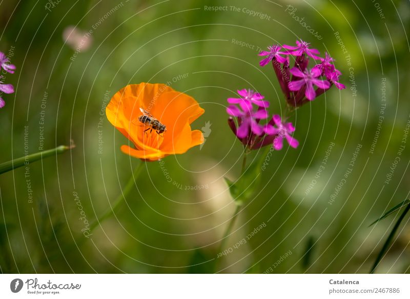 Hoverfly in orange poppy seed Nature Plant Animal Summer Flower Grass Leaf Blossom Wild plant Garden Meadow Fly hoverfly Drone fly 1 Blossoming Fragrance