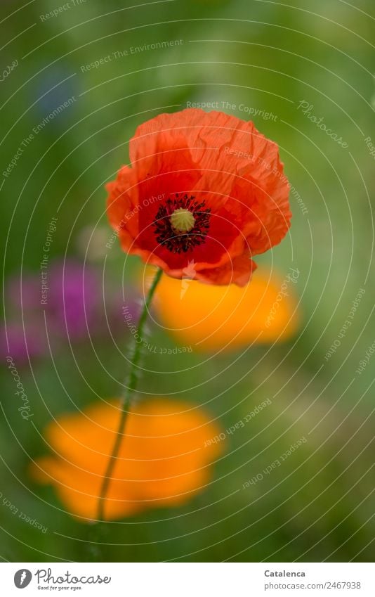 Corn poppy of a flower meadow Nature Plant Summer Flower Blossom Garden Blossoming Faded pretty Green Orange Pink Red Moody Happiness Colour Esthetic Design
