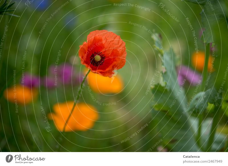 Corn poppy of a flower meadow Nature Plant Summer Flower Leaf Blossom Poppy blossom Garden Meadow Blossoming Faded Growth pretty Blue Green Violet Orange Red