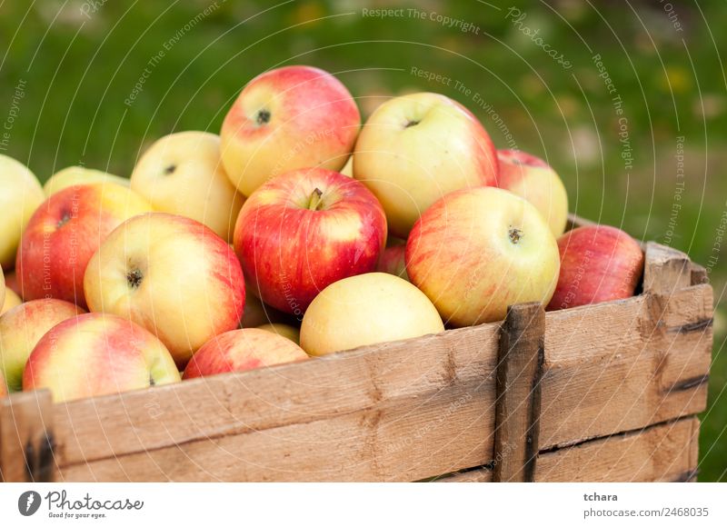 Ripe apples Fruit Apple Nutrition Diet Nature Autumn Tree Leaf Container Packaging Wood Old Fresh Delicious Natural Yellow Gold Green Red Colour Harvest Crate