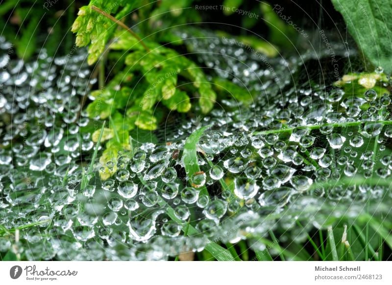 Drops in the spider's web Environment Nature Plant Water Drops of water Rain Grass Bushes Meadow Fluid Wet Natural Green Dew Colour photo Exterior shot Close-up