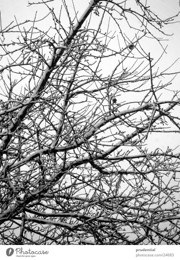 tree in the snow Winter Tree Cold Snow Black & white photo