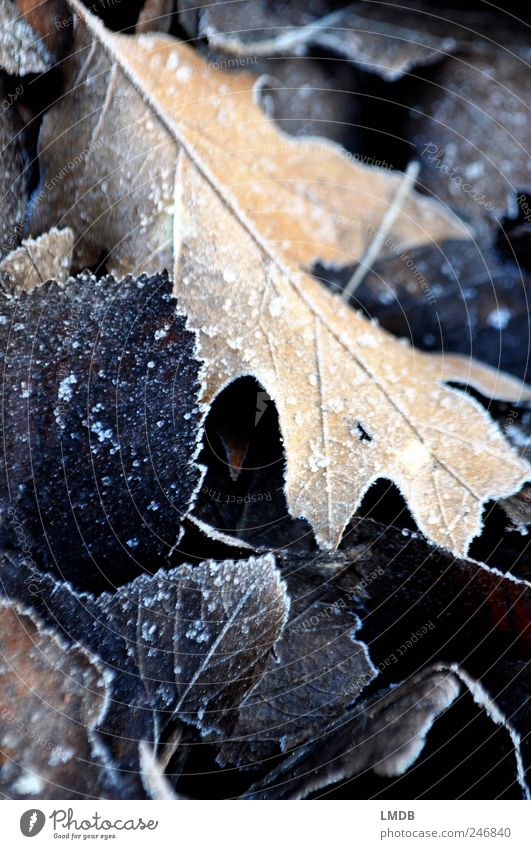 Frosty beginning of autumn Nature Autumn Ice Leaf Black Hoar frost Oak leaf Contrast Autumn leaves Autumnal Colour photo Subdued colour Exterior shot Close-up