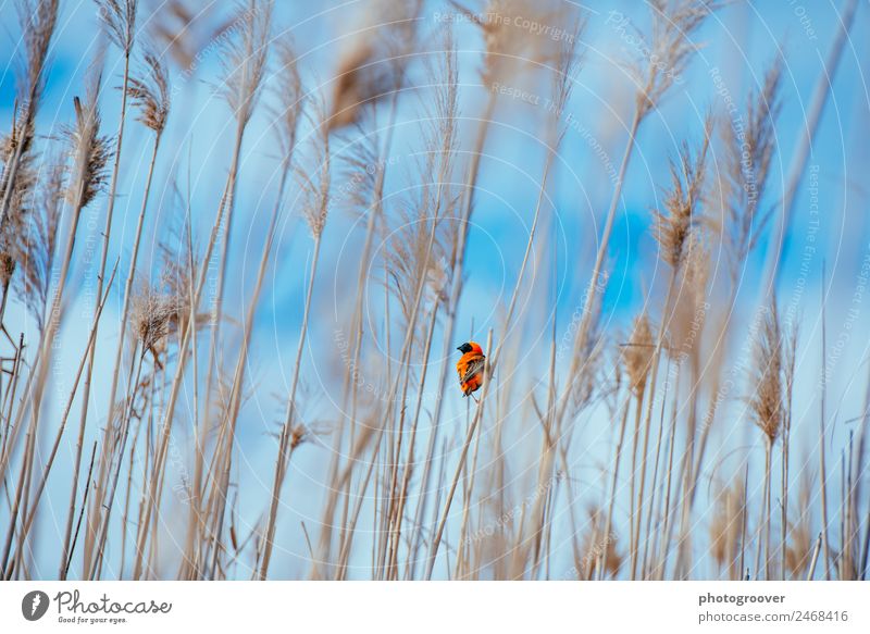 Orange reed weaver Vacation & Travel Summer Environment Nature Plant Animal Sky Clouds River bank Bird 1 Blue Spring fever Love of animals Serene