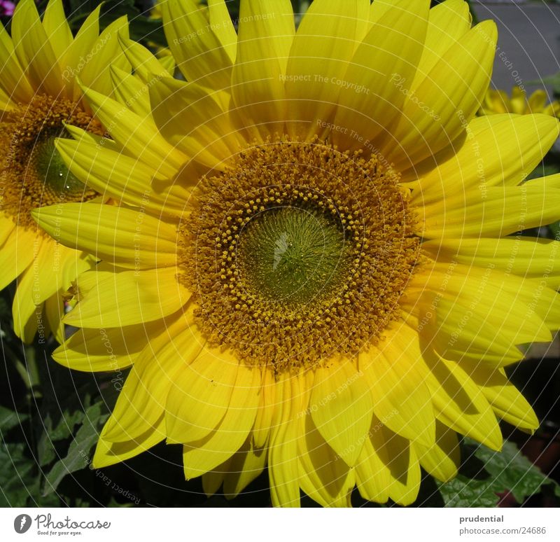 sunflower sunflower Sunflower Yellow Summer Flower Force Colour
