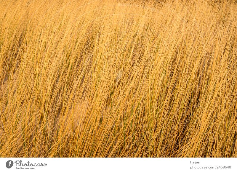 Beach grass at the Baltic Sea beach Nature Plant Animal marram grass Maritime Tourism plants Characteristic Brown full-frame image Background picture