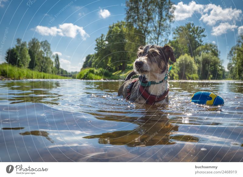 Dog with his toy in water Pet Animal Terrier Terrier mix Water Toys sunshine Clouds Blue sky Landscape format bathe cooling