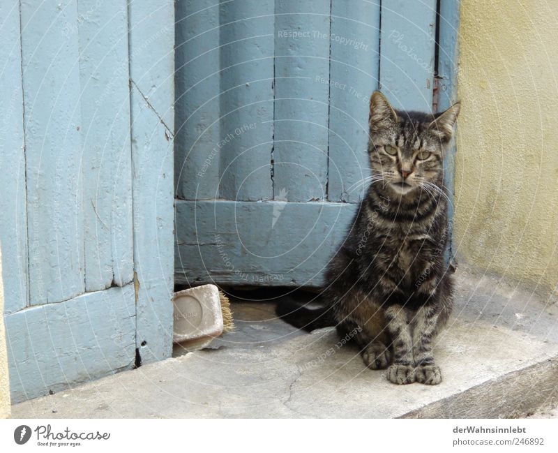 Come in, bring luck in Lipari Italy Village Door Animal Pet Cat 1 Observe Authentic Blue Contentment Love of animals Curiosity Interest Expectation Happy