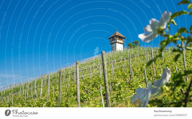 Tower in the vineyard Food Wine Champagne Style Vacation & Travel Tourism Drinking Economy Trade Gastronomy Landscape Sky Cloudless sky Spring Plant Flower Hill