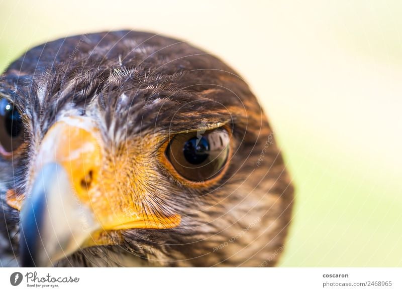 Portrait of Harris hawk. Close-up Hunting Hand Nature Animal Sky Tree Forest Wild animal Bird Animal face 1 Sit Brown Yellow Red White background Beak branch