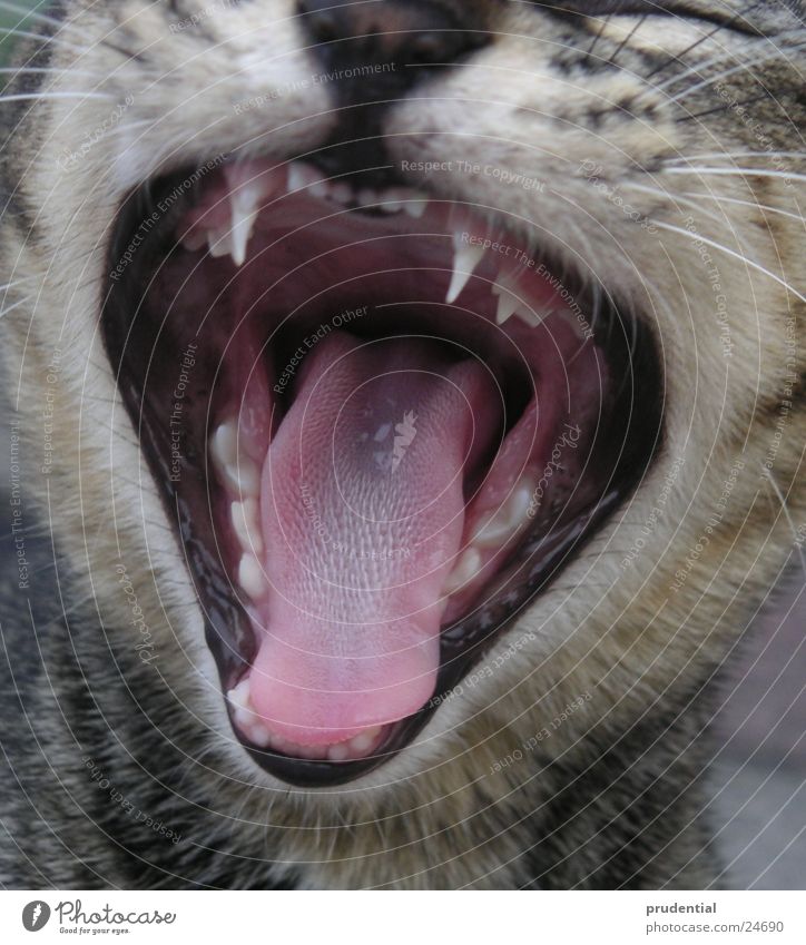 I'm tired Cat Yawn Pharynx Fatigue Set of teeth Tongue wide open
