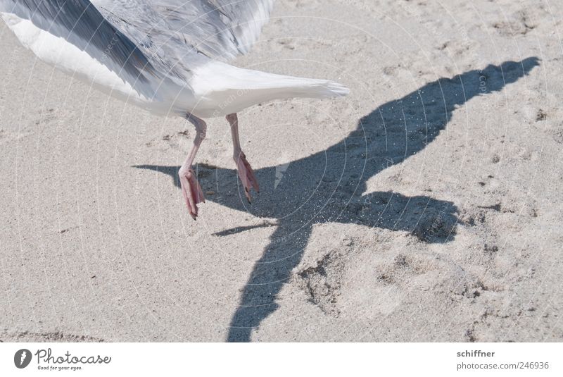 Make me the jet... Animal Wing 1 Flying Departure Seagull Gull birds Bird Shadow Shadow play Jet Paw Sand Beach Speed Exterior shot Deserted Silhouette
