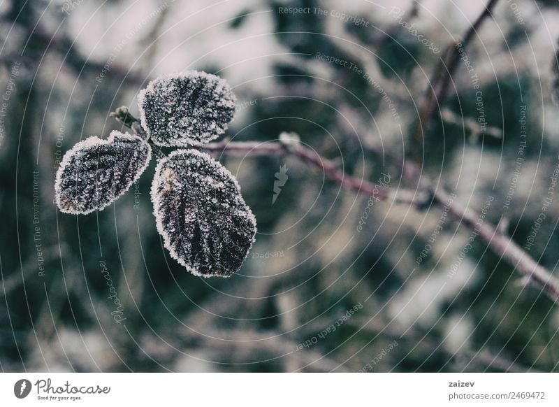 Close-up of snowy leaves of rosa rubiginosa in winter Design Calm Winter Snow Autumn Tree Leaf Old Dark Retro Wild Brown Red White Colour Pure title backdrop