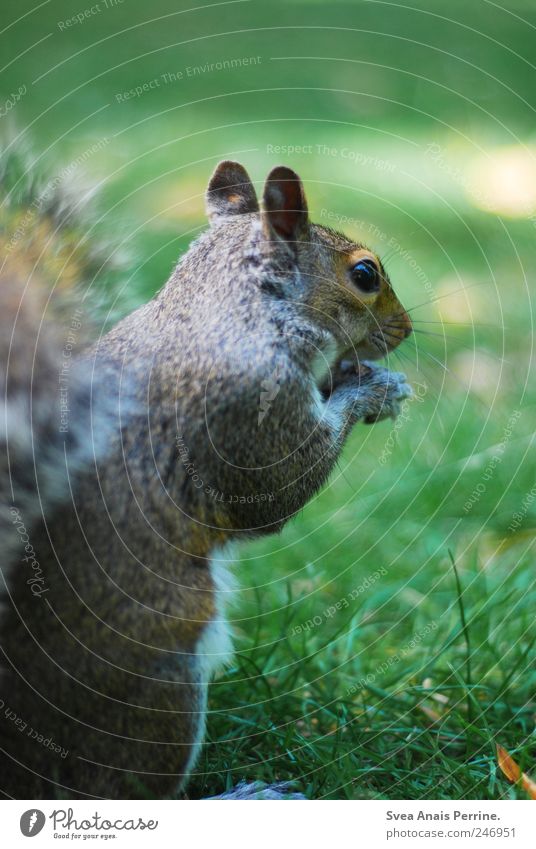 stop eating animals. Park Meadow Wild animal Animal face Squirrel Exceptional Lawn Pelt Colour photo Subdued colour Exterior shot Animal portrait Looking away