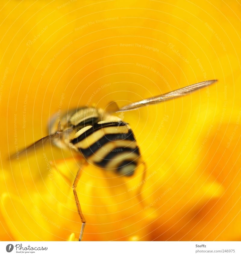 Hoverfly in yellow Yellow Hover fly Fly syrphidae Hind quarters differently gaudy color Gaudy Near To feed Insect legs naturally mimicry Summer hue Fantastic