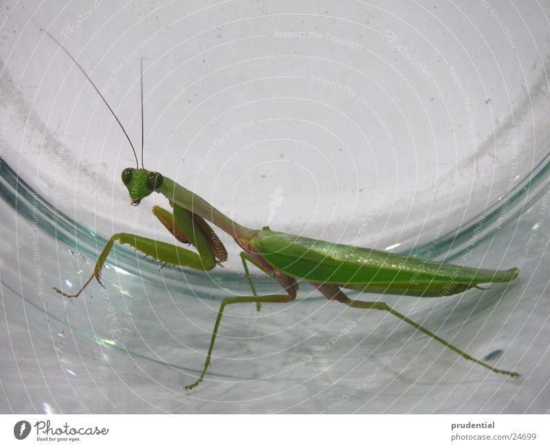 mantis captured Green Captured Fear