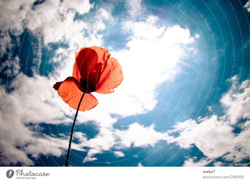 red Sky Clouds Sun Summer Beautiful weather Blossom Bright Warmth Blue Red White Poppy blossom Colour photo Exterior shot Deserted Copy Space right