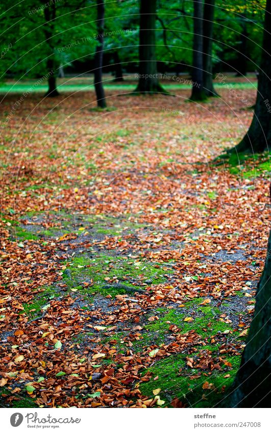 autumn Landscape Autumn Tree Forest Fatigue Calm Beautiful Multicoloured Leaf Beech tree Beech wood Moss Park Colour photo Exterior shot