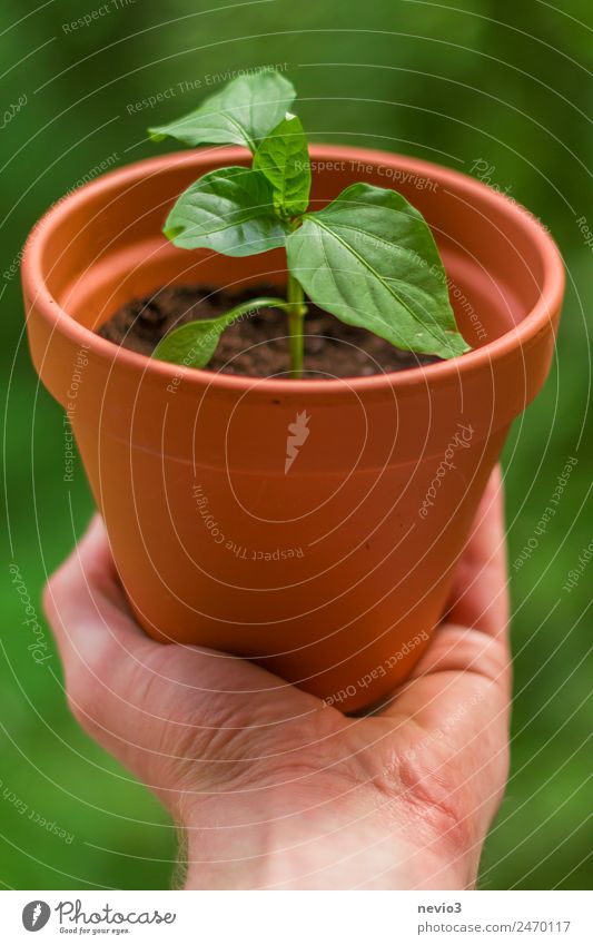 Chili plant in hand Environment Plant Leaf Pot plant Garden Park Green Hand To hold on Retentive Encompass preserve Protection Protective obtained Gift Plantlet
