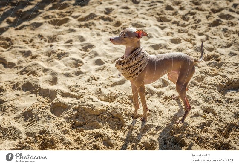 Little Italian Greyhound dog Happy Beautiful Playing Friendship Nature Animal Park Pet Dog 1 Friendliness Happiness Small Funny Brown Italian piccolo Whippet