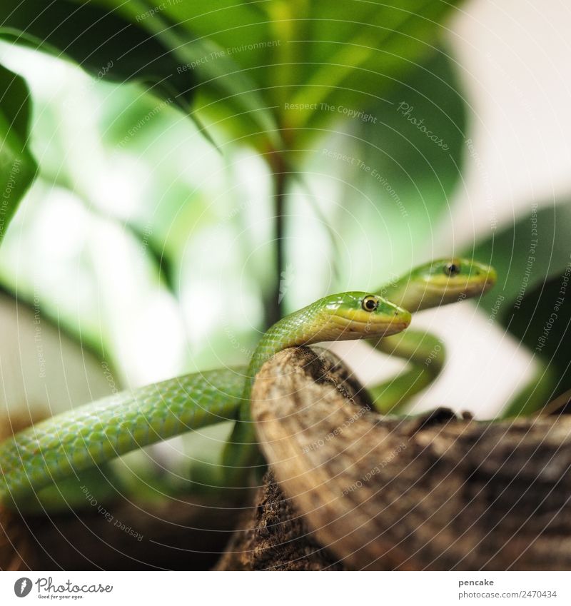 Way of life | reptiles Plant Animal Wild animal Snake 2 Observe Green Reptiles Terrarium Poison Fear Tree of knowledge Colour photo Interior shot Close-up