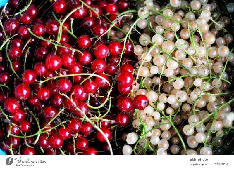Currants reddish-white Food Fruit Redcurrant Nutrition Organic produce Healthy Eating Garden fruit Juicy Sweet White Converse Picked Colour photo Exterior shot