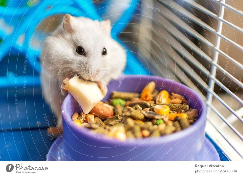 A hamster eating inside his cage. Food Cheese Eating Nature Animal Earth Pet Mouse Animal face 1 Diet Feeding Blue White Joy Calm Self Control Colour photo