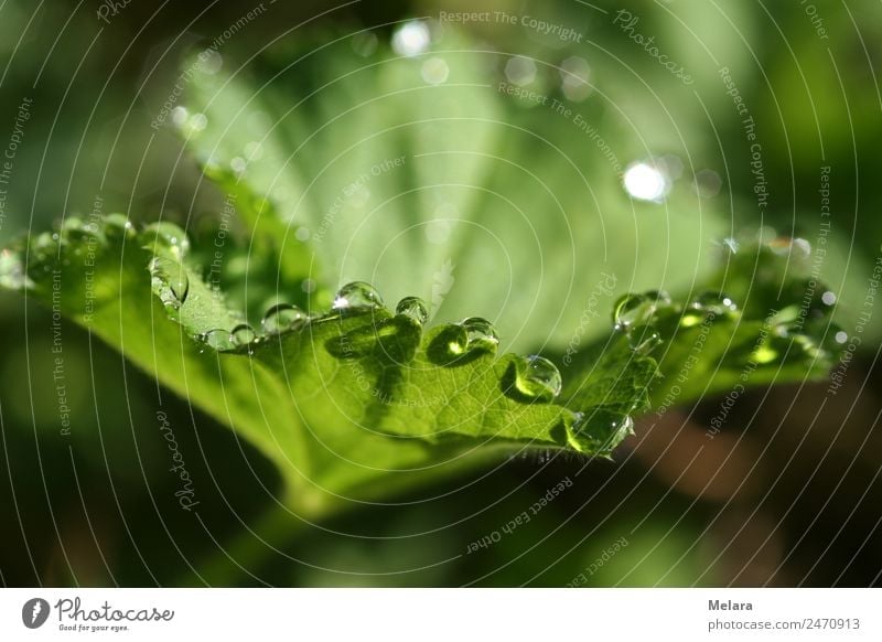 Dew drops on green leaf Nature Plant Water Drops of water Sunlight Spring Summer Beautiful weather Rain Leaf Foliage plant Wild plant Garden Park Meadow Forest