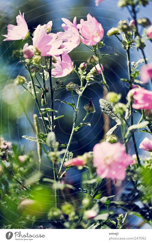 Summer in the air Plant Spring Flower Bushes Fragrance Green Pink Stalk Colour photo Exterior shot Close-up Deserted Day Sunlight Shallow depth of field