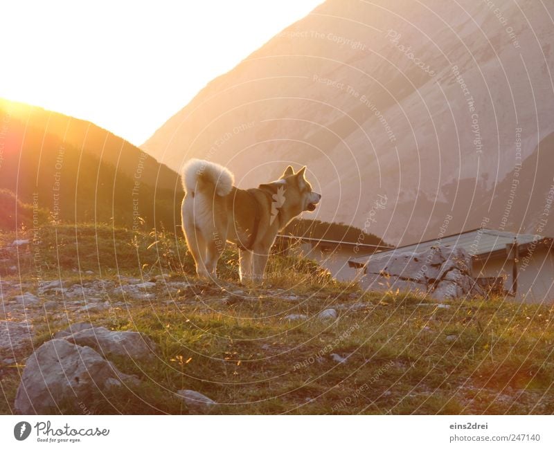 Dog in Gold Mountain Landscape Sunlight Summer Village Hut Roof Pet 1 Animal Stone Observe Listening Looking Stand Natural Curiosity Yellow Power Safety