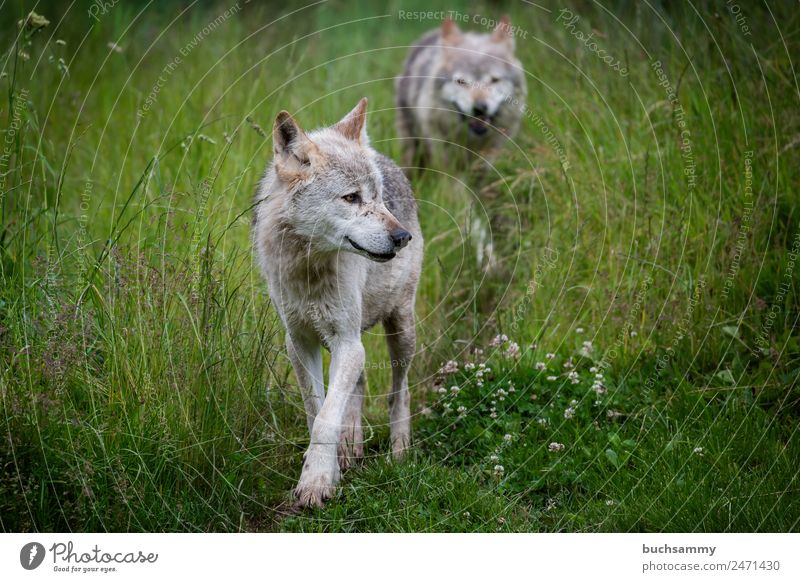 Wolves in nature Nature Animal Grass Wild animal Pelt Wolf 2 Walking Astute Gray Green Germany Colour photo Exterior shot Deserted Copy Space left