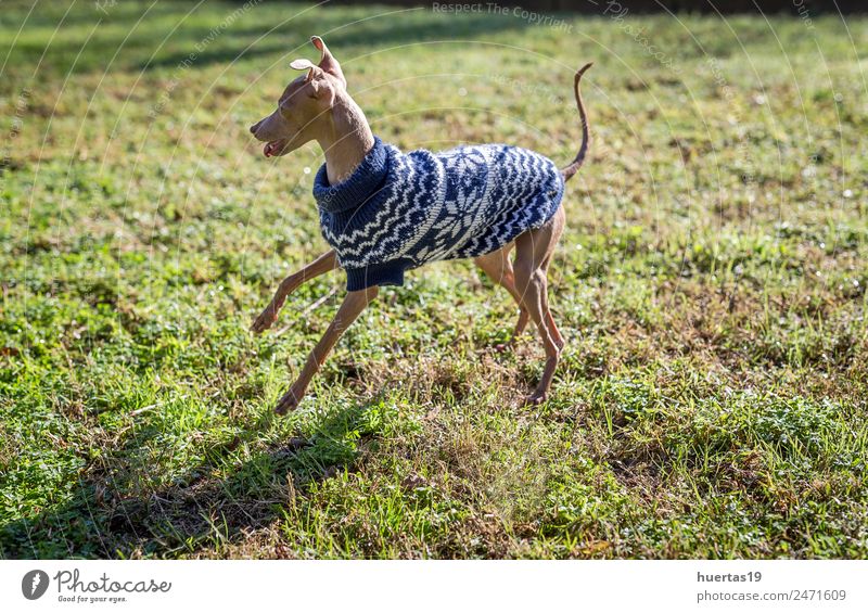Little Italian Greyhound dog in the park Happy Beautiful Playing Friendship Nature Animal Park Field Pet Dog 1 Baby animal Elegant Friendliness Happiness Small