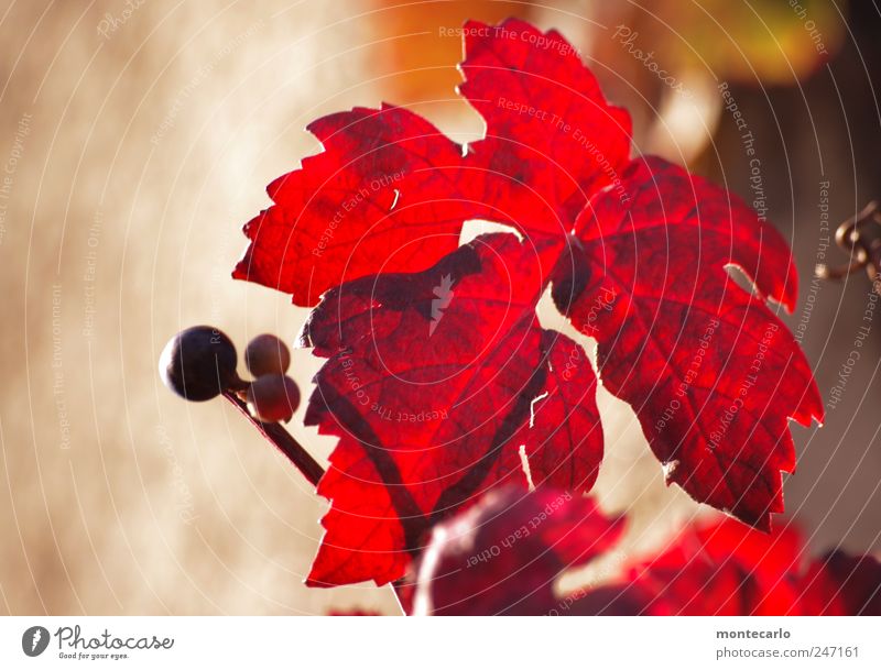 vine leaves Nature Plant Sunlight Summer Beautiful weather Leaf Agricultural crop Lakeside Brown Red Colour photo Multicoloured Exterior shot Close-up Day