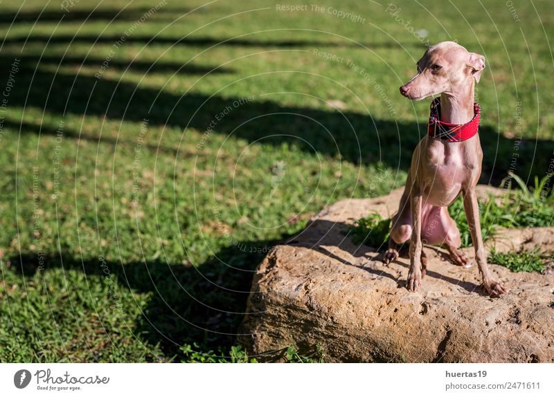 Little Italian Greyhound dog in the park Happy Beautiful Playing Friendship Nature Animal Park Pet Dog 1 Friendliness Happiness Small Funny Athletic Brown